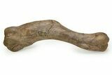 Fossil Lambeosaurus Humerus w/ Ceratopsian Tooth - Montana #350849-2